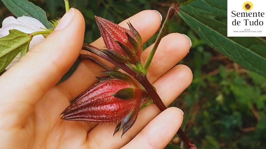 Cálices da vinagreira.