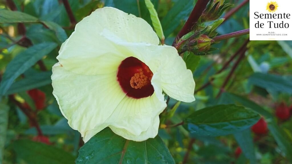 Flor da vinagreira.