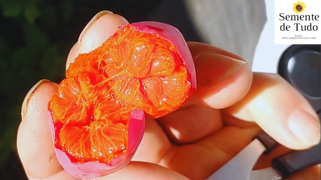 Polpa suculenta do minipepino maduro.