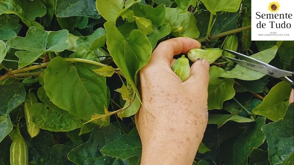 Colheita do dia: minipepino - PANC