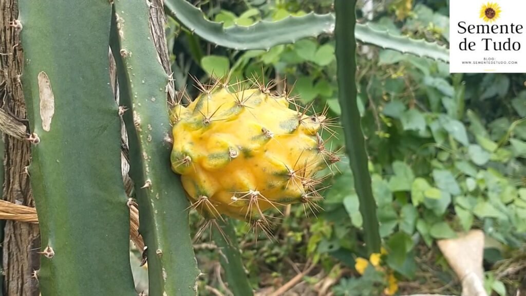 pitaya-amarela-palora-do-equador